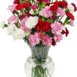 🌸 Carnation Flowers – Sweet, Thoughtful, and Full of Meaning