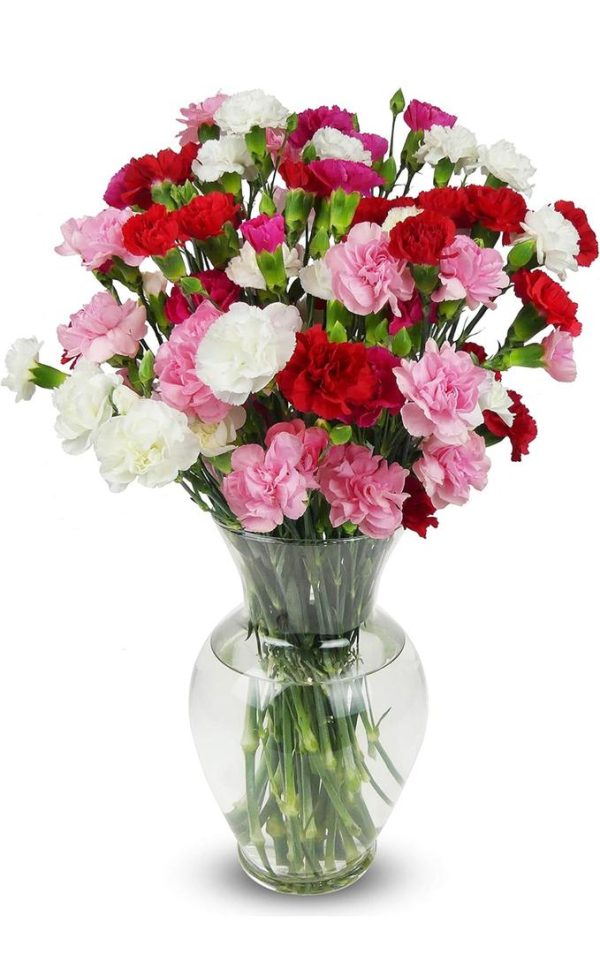 🌸 Carnation Flowers – Sweet, Thoughtful, and Full of Meaning
