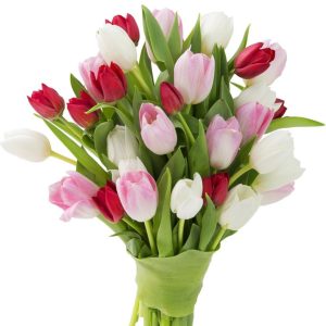 Tulips