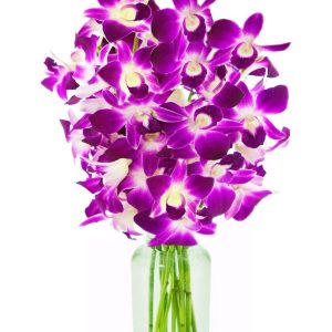 Orchids