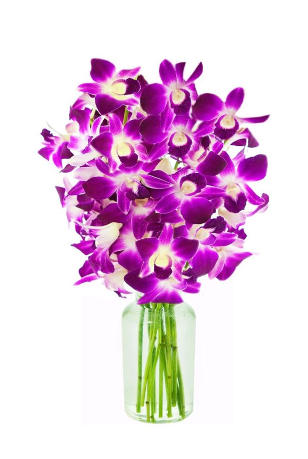 Orchids